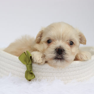 Bear - Available 9/3