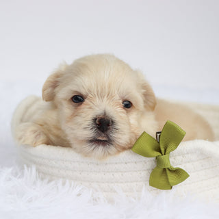 Bear - Available 9/3