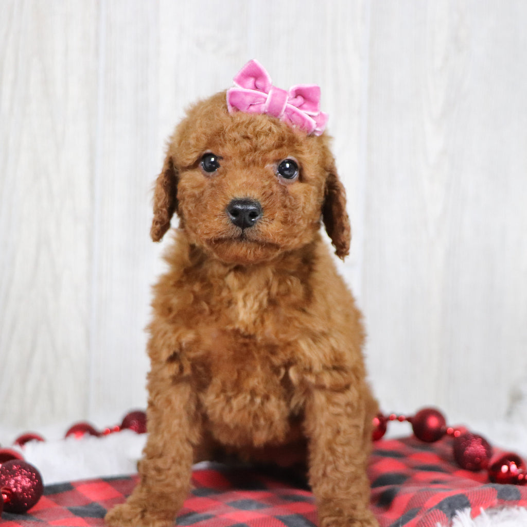 Beatha - Available Now