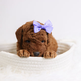 Beatrice - Available 12/3