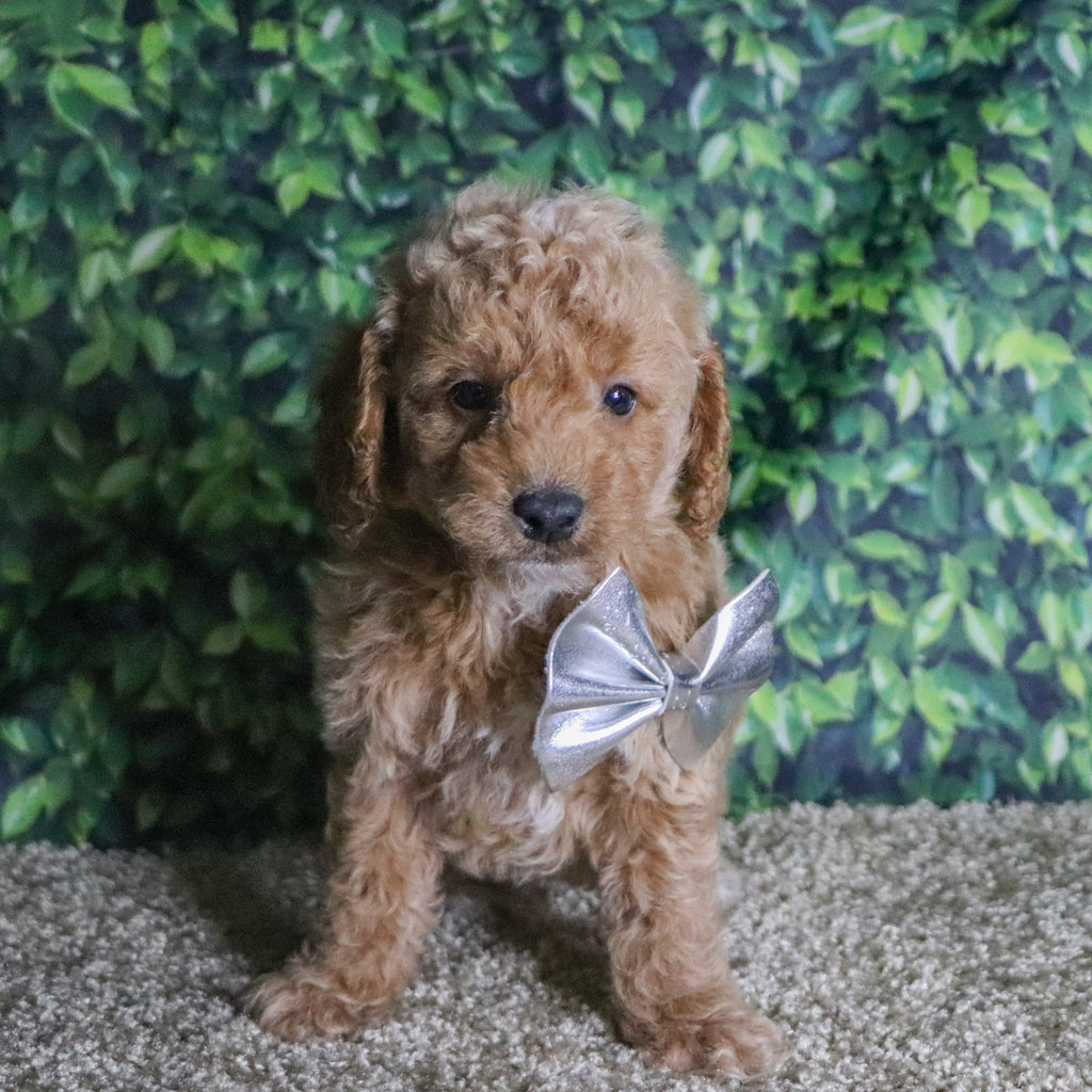 Beau - Available 12/10