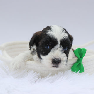 Beckett - Available 8/20