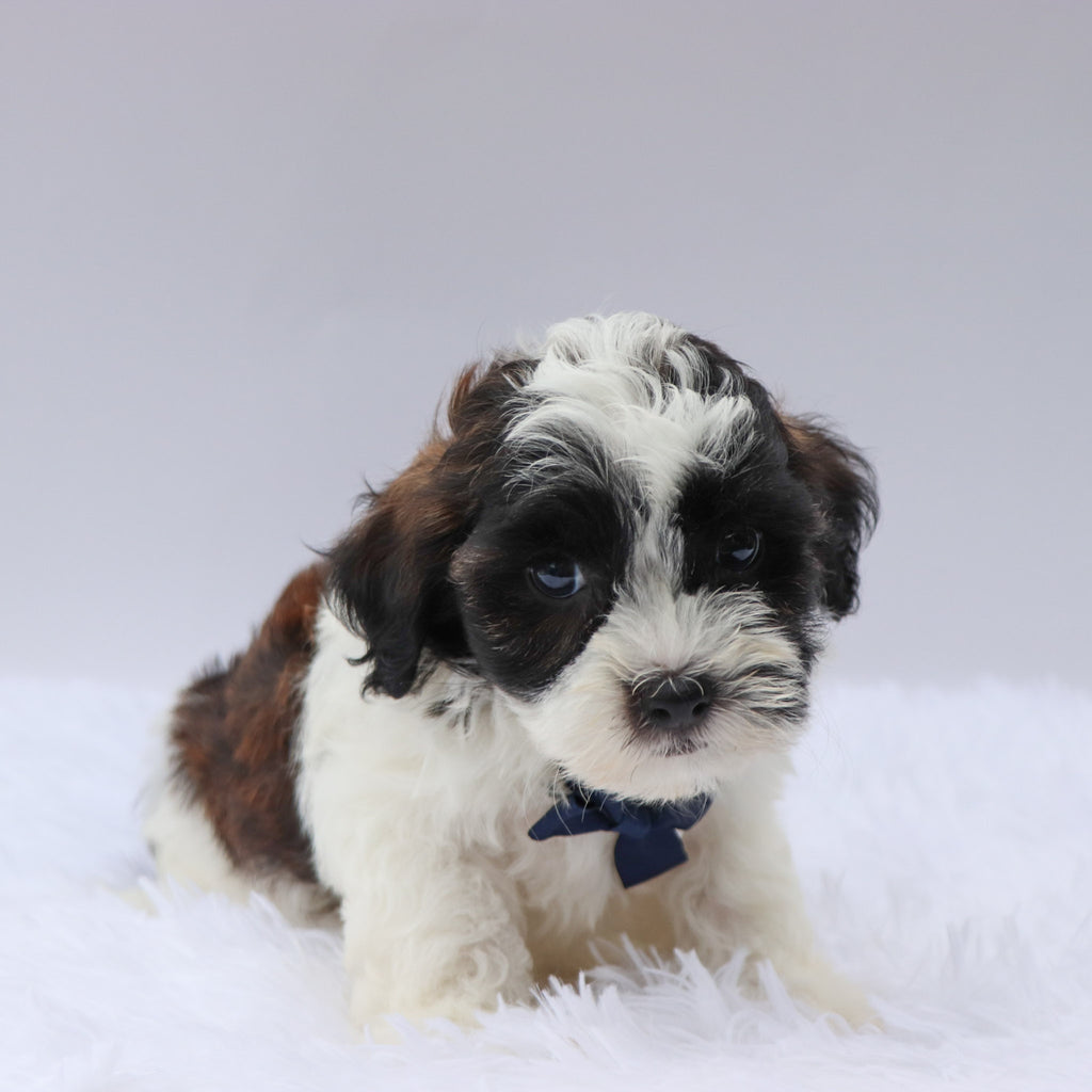 Beckett - Available 8/20