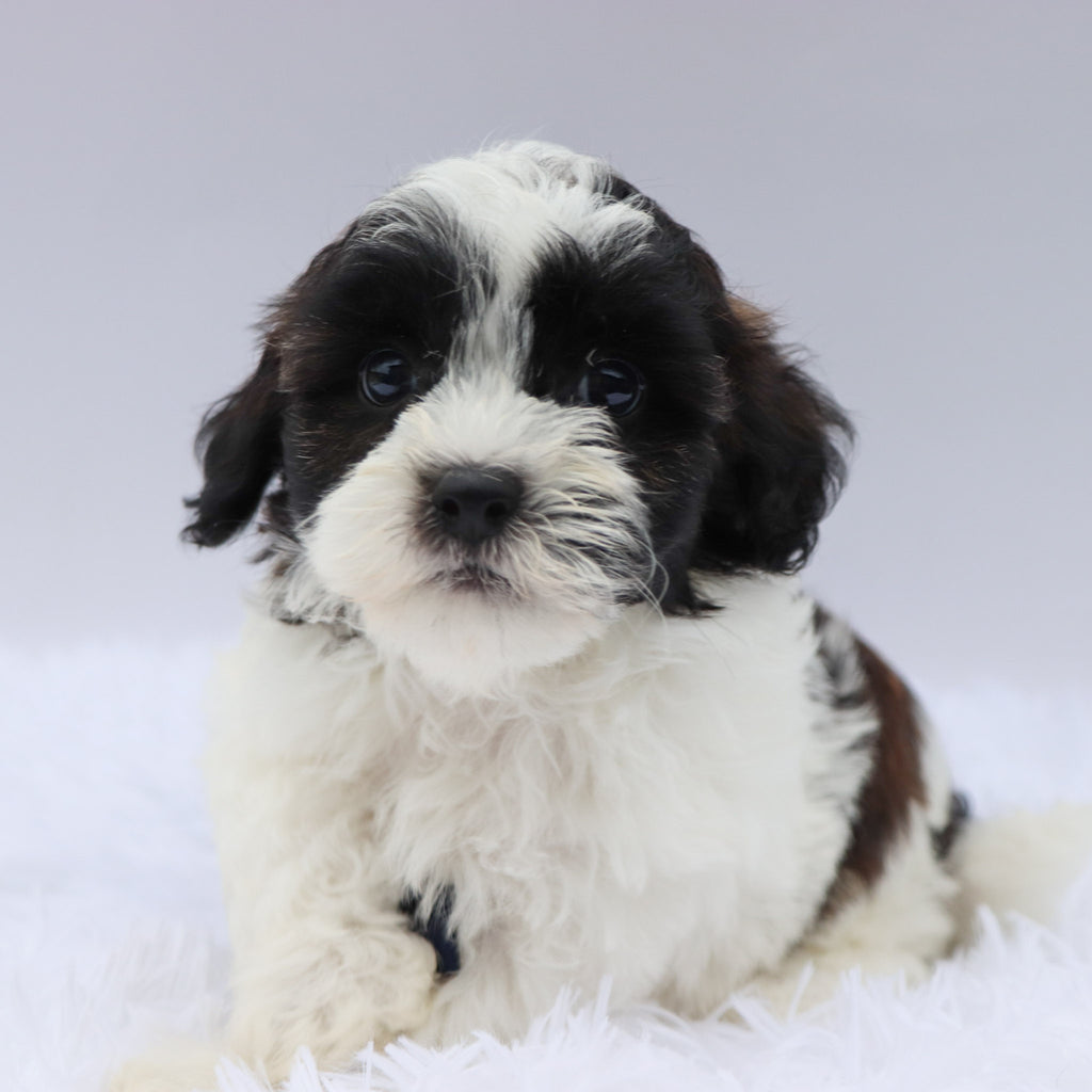 Beckett - Available 8/20