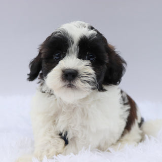 Beckett - Available 8/20