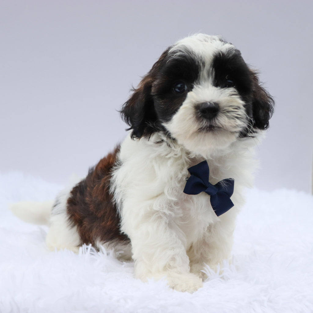 Beckett - Available 8/20