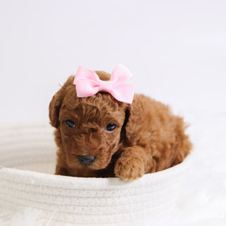 Bedilia - Available 12/3