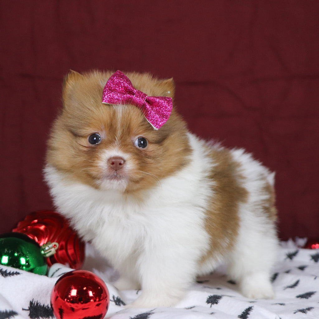 Began - Available 12/3