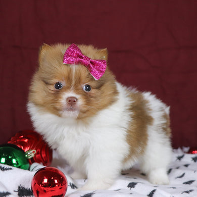 Began - Available 12/3