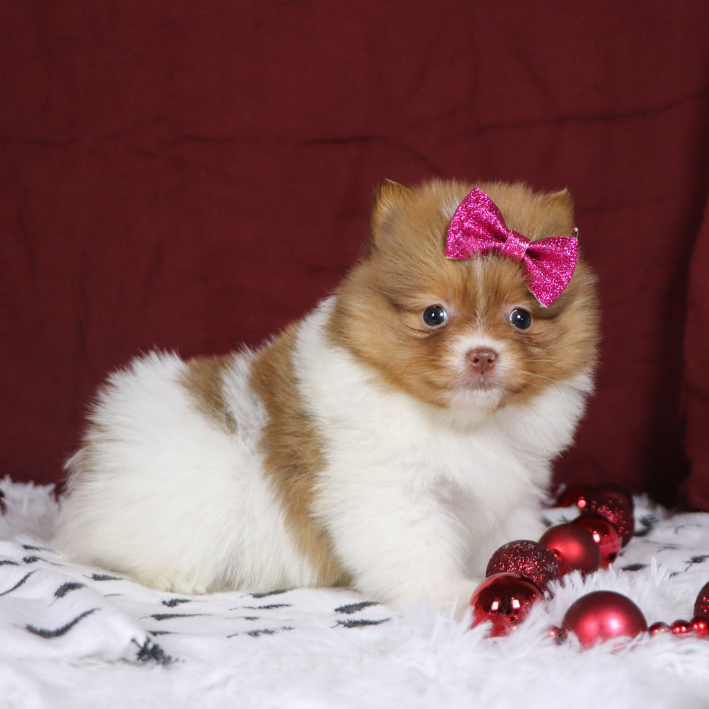 Began - Available 12/3