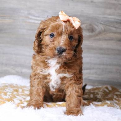 Beige - Available 12/3