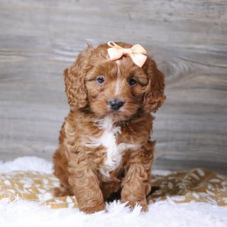 Beige - Available 12/3