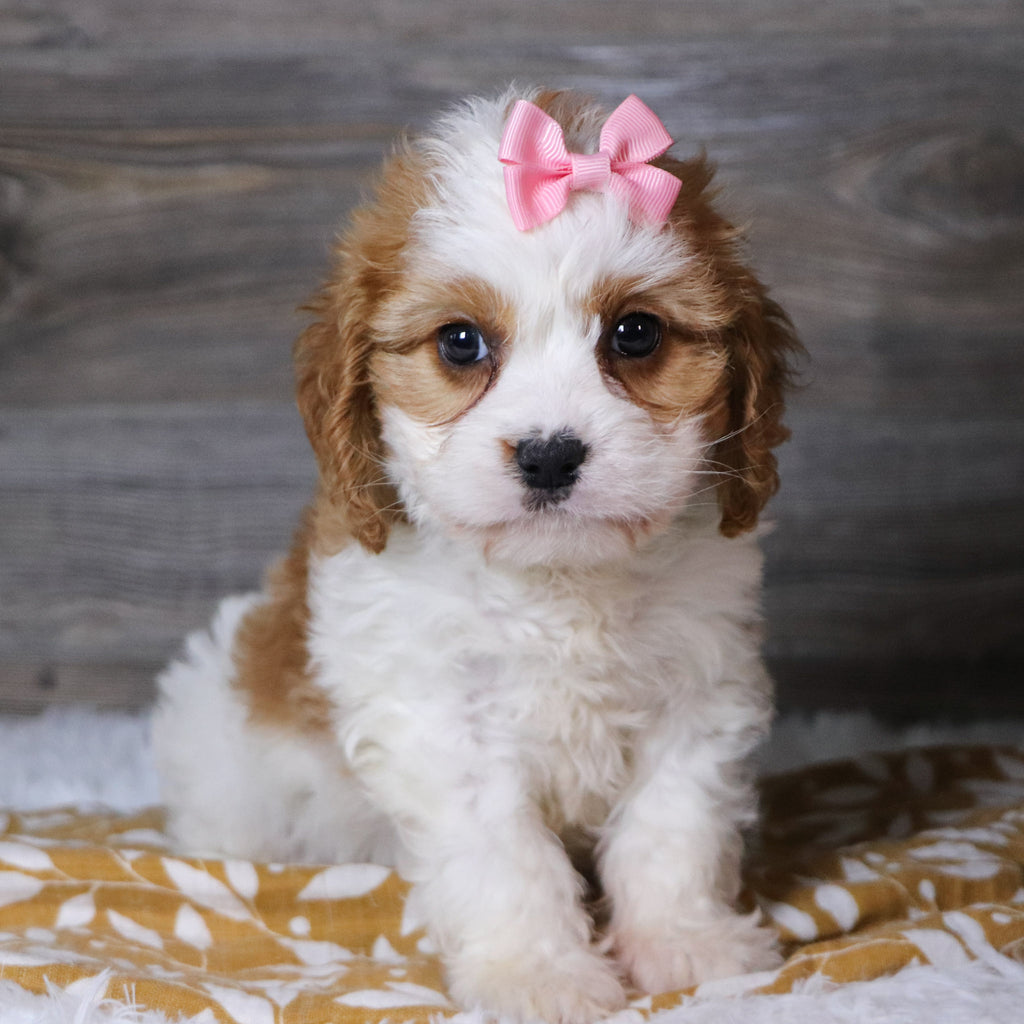 Belinda - Available 12/3