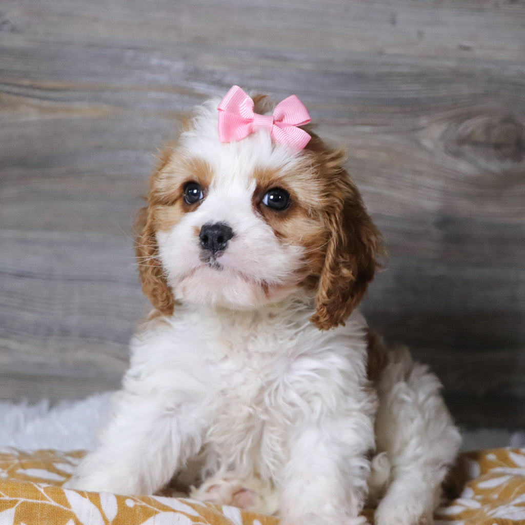 Belinda - Available 12/3