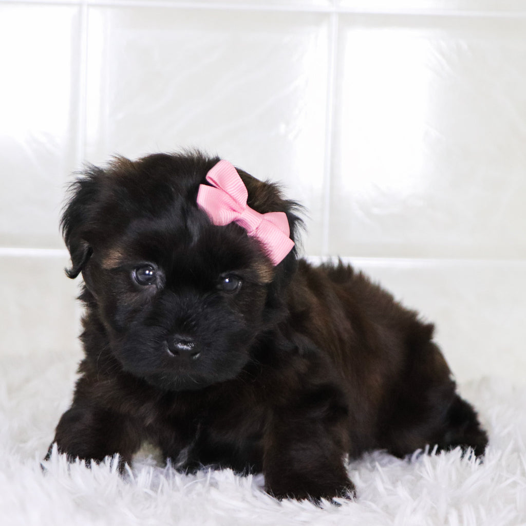 Bell - Available Now