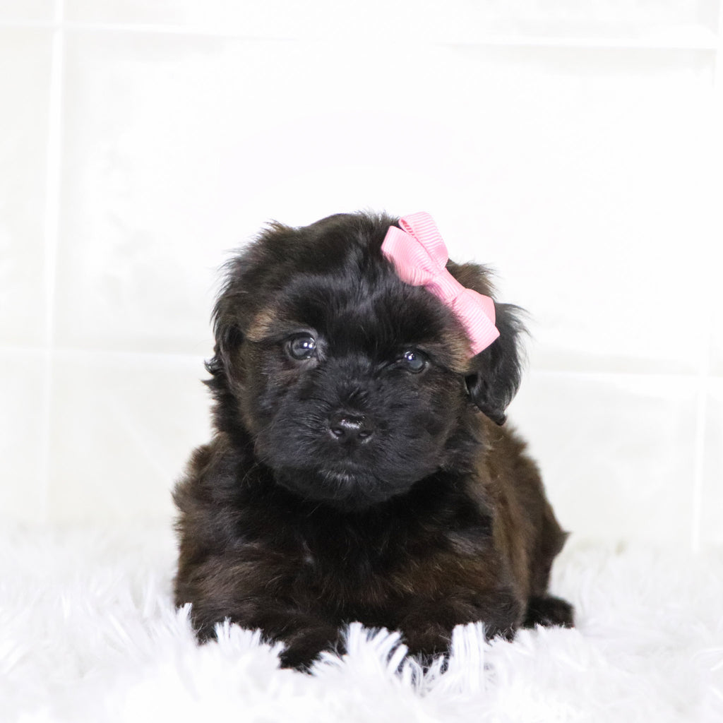 Bell - Available Now