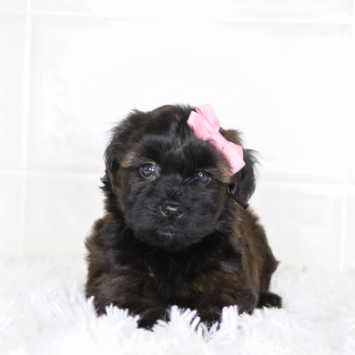 Bell - Available Now