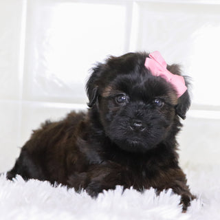 Bell - Available Now