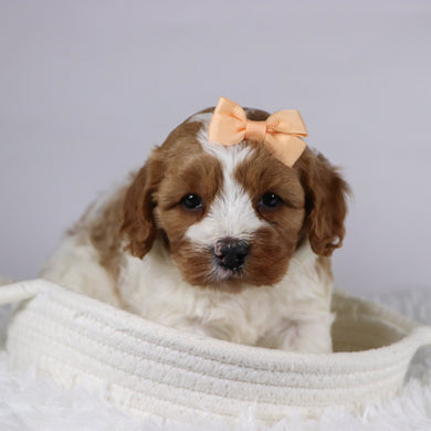 Bella - available 12/2
