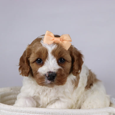 Bella - available 12/2