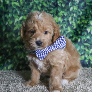 Ben - Available 12/10