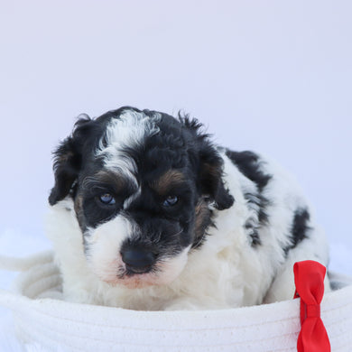 Benji - Available 9/3