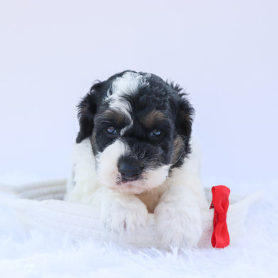 Benji - Available 9/3