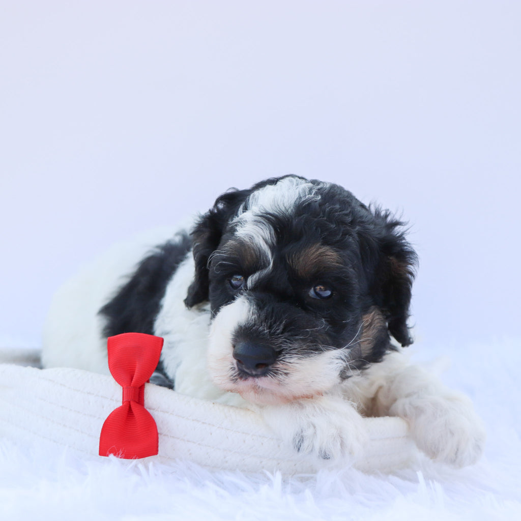 Benji - Available 9/3