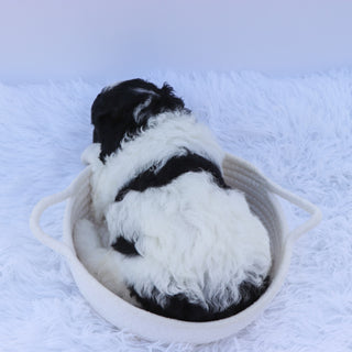 Benji - Available 9/3