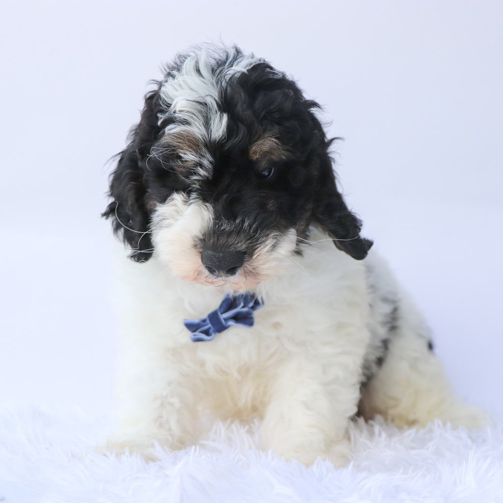 Benji - Available 9/17