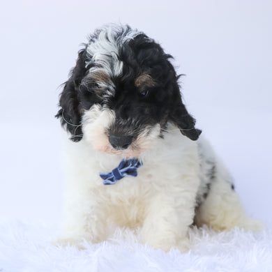 Benji - Available 9/17