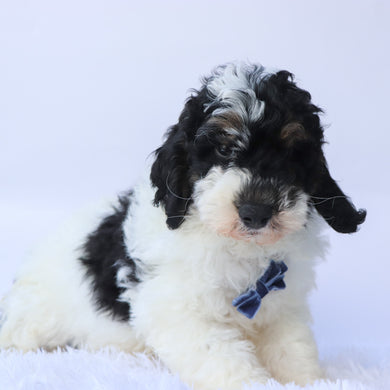 Benji - Available 9/17