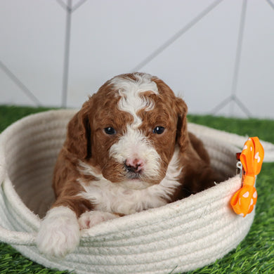 Bentley - Available 3/5