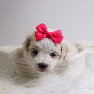 Berit - Available 12/3