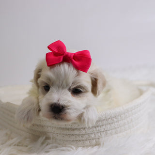 Berit - Available 12/3