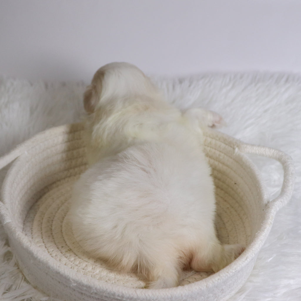 Berit - Available 12/3