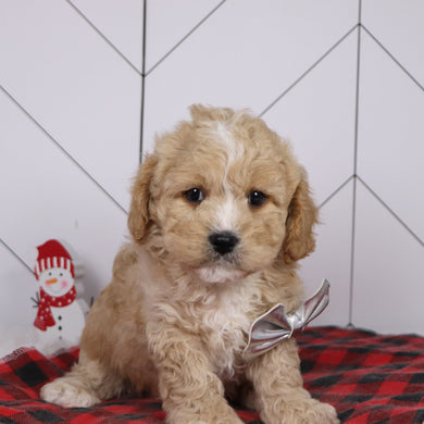 Berlin - Available 1/8