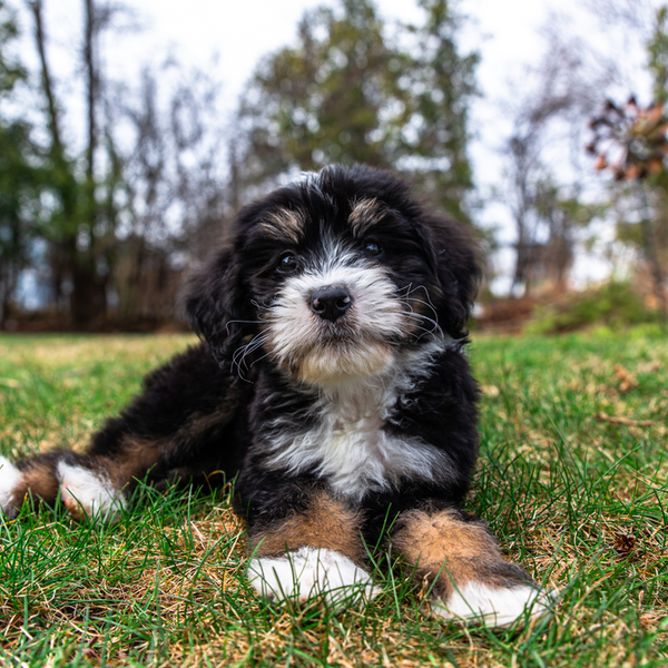 Bernedoodle