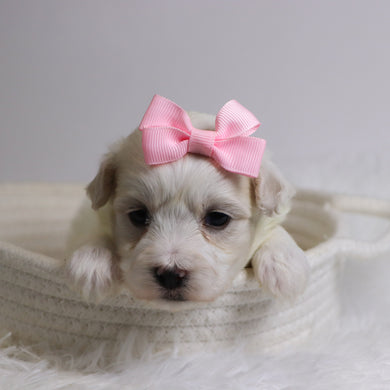 Bernice - Available 12/3