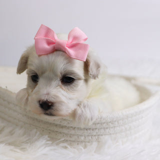 Bernice - Available 12/3