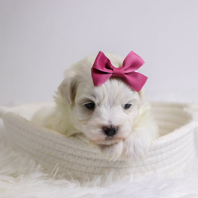 Bertha - Available 12/3