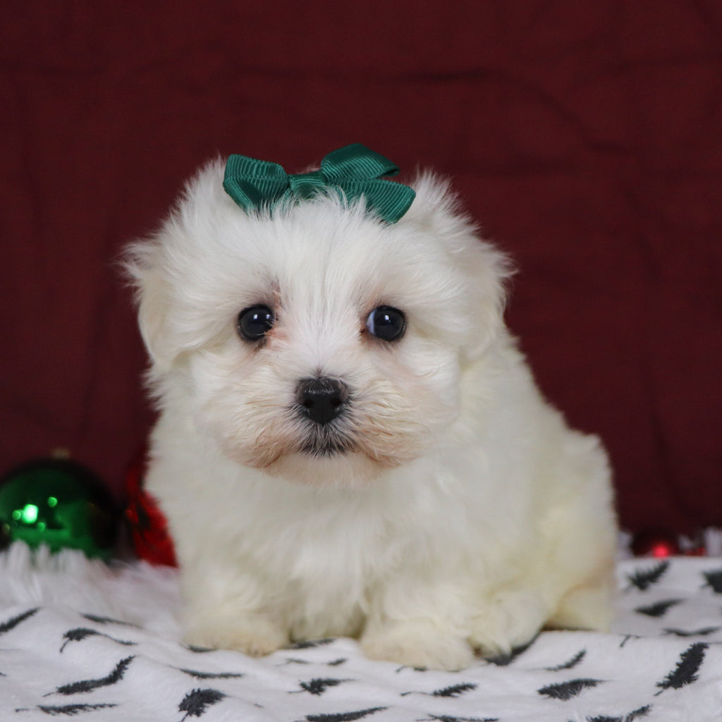 Bertha - Available 12/3