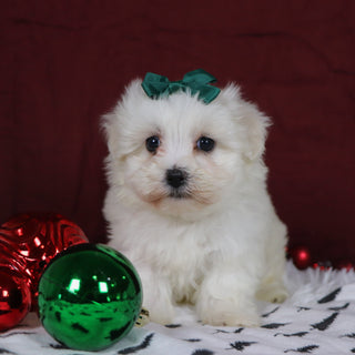 Bertha - Available 12/3