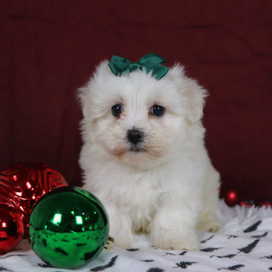 Bertha - Available 12/3