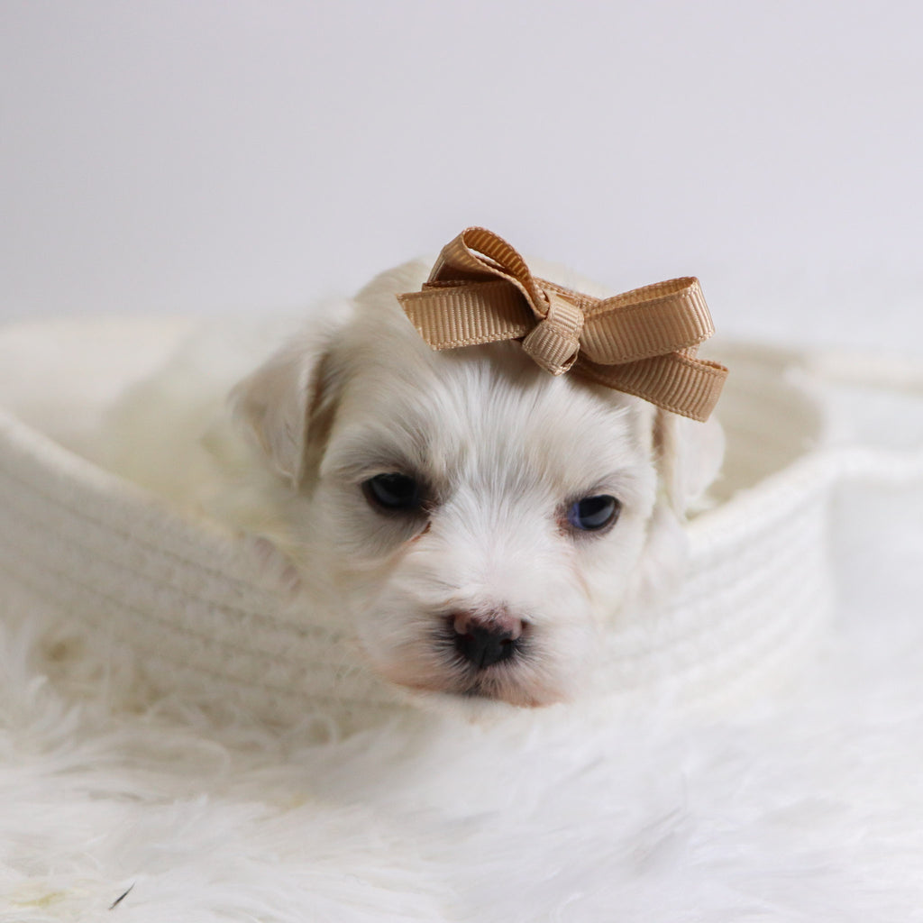 Beryl - Available 12/3