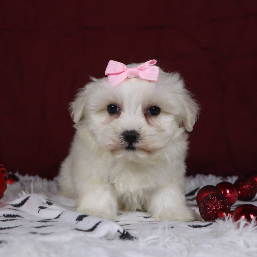 Beryl - Available 12/3