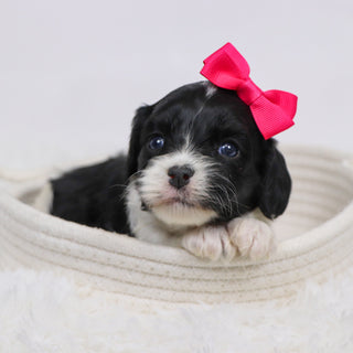 Bess - Available 12/3