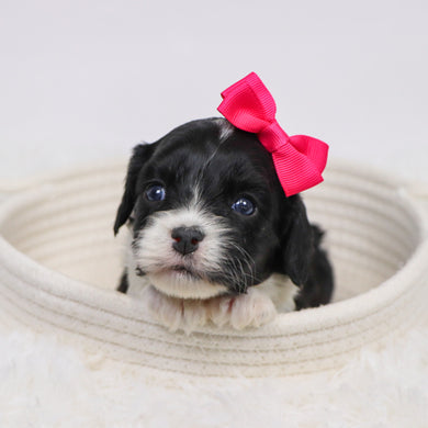 Bess - Available 12/3