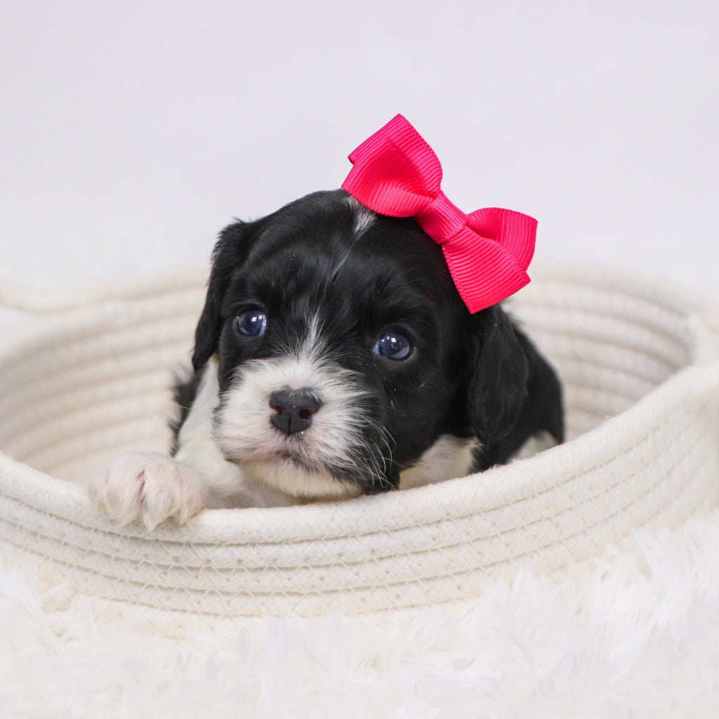 Bess - Available 12/3