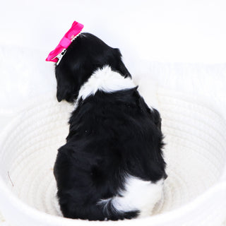 Bess - Available 12/3